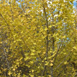 Ginkgo-biloba-Autumn-Gold