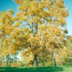 Kentucky-Coffee-Tree