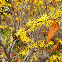 Common-Witchhazel