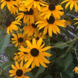 Goldsturm-Sullivantii-Black-Eyed-Susan