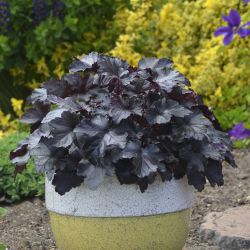 Heuchera-Black-Pearl