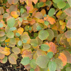 Fothergilla gardenii 'Mount Airy'