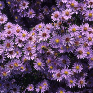 Purple-Dome-New-England-Aster