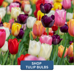 landscapehub-tulip-bulb