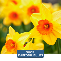 landscapehub-daffodil-bulbs