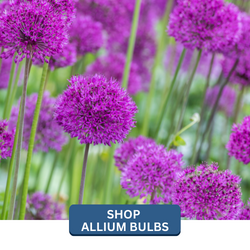 landscapehub-allium-bulbs