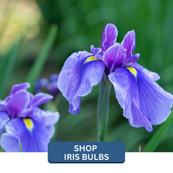 landscapehub-iris-bulbs