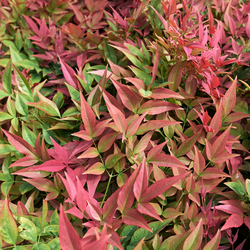 Nandina-domestica-Fire-Power