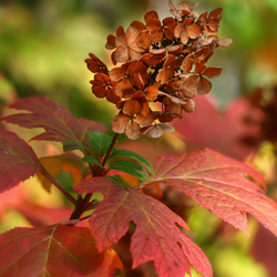 Alice-Oakleaf-Hydrangea