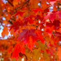 Fall-Fiesta-Sugar-Maple