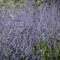 Russian-sage