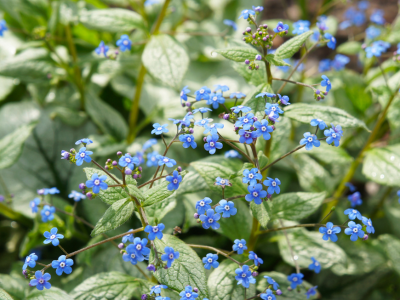10 Hard-to-Find Plants That Deserve a Spot on Your Next Plant List