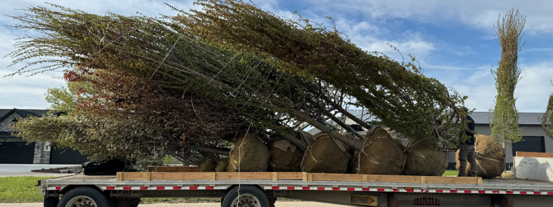 Why Online Nursery Plant Sales Are Reshaping Sourcing This Season